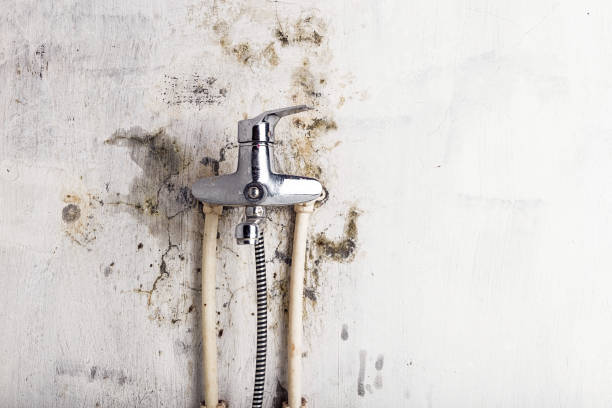Best Emergency Mold Removal  in Cane Savannah, SC