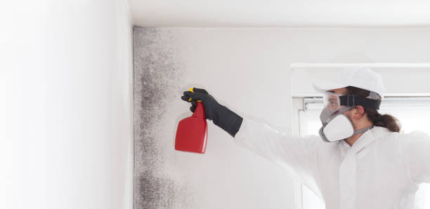 Best Attic Mold Removal  in Cane Savannah, SC