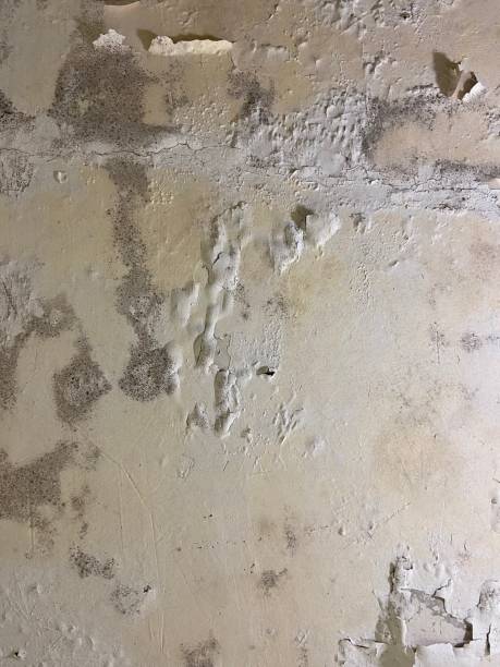Best Local Mold Removal Service  in Cane Savannah, SC